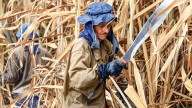 Suben las remesas, cae la nota pensional y crece la alerta por biocombustibles: resumen económico de la semana