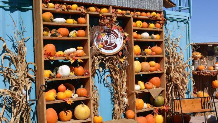See the 2025 New Mexico Pumpkin Festival in Las Cruces