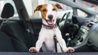Multa por dejar al perro en el coche: sanciones y qué hacer si viajas con mascota