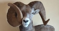 Bighorn sheep sports unique horns