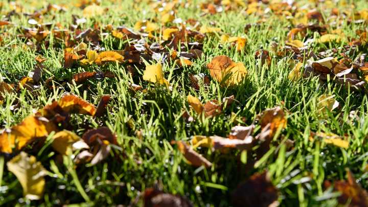 Adiós a las malas hierbas en el jardín: el truco sencillo de los jardineros expertos