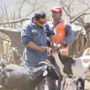 Continúan las jornadas de vacunación antiparasitaria en la Quebrada del Toro