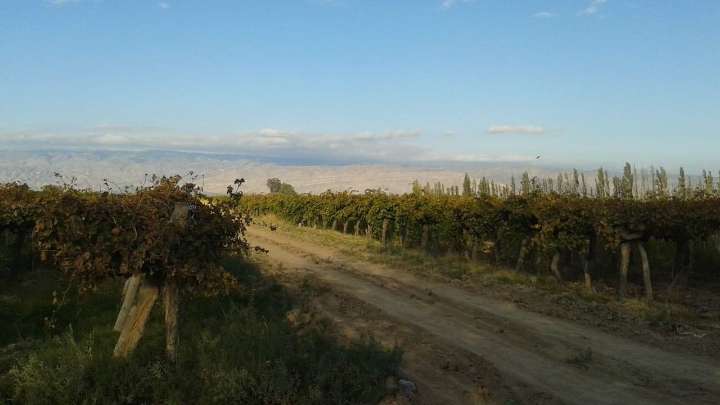 Buscan encargado general de finca en Ullum: requisitos y cómo postularse