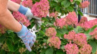 The Only Types Of Hydrangeas You Should Prune In The Fall