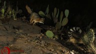 Nace alianza entre zorro gris y cacomixtle en Ciudad Universitaria, UAEMex