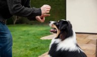 ¿Los perros pueden aprender a hablar? La ciencia explora esa posibilidad