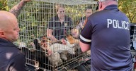 Dozens of ailing animals found in New York home where elderly woman was 'trapped' by debris