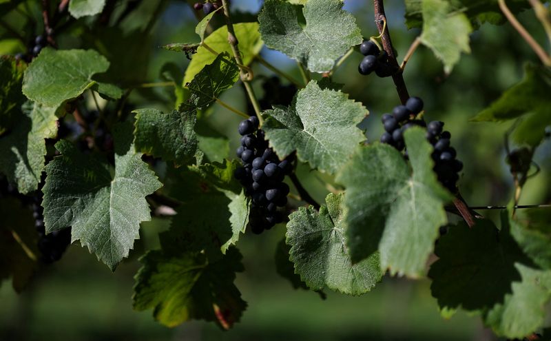 English winemakers hope for export boost as they toast warmest summer