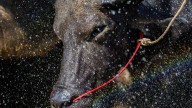 A beauty pageant for buffaloes in Thailand raises status of the humble animal