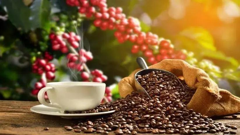 Día del Café: el reto de conquistar el mercado local e internacional [INFORME]