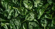 Retiran espinacas orgánicas congeladas en EEUU por posible contaminación con listeria