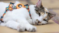 Purrfect ending: Missing Virginia store cat found after hitching a ride to another state