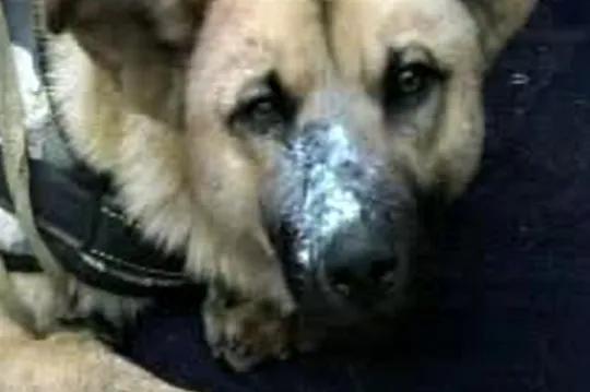 Atacaron a machetazos a un perro que quiso defender su hogar en Villa Floresta