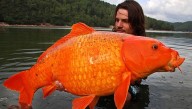 This Giant Goldfish Hybrid Weighs As Much As A 10-Year-Old - A Stark Warning About Dumping Pets