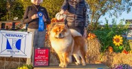 Hundreds of dogs to compete at Coweta fairgrounds Oct. 17