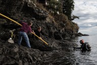 Orca-saving experiment launches off the San Juan Islands