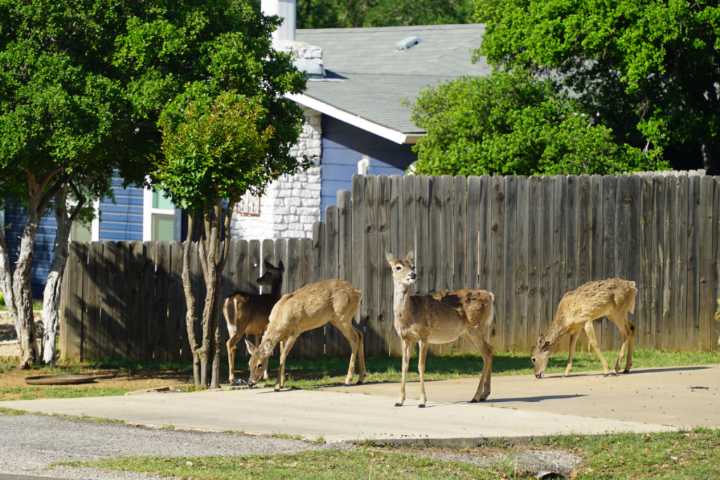 Granite Shoals deer deaths lead to arrest in possible poaching case