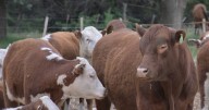 Torazo en rodeo ajeno: el Angus que llegó a donde todo era Hereford en Valle Azul