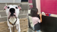 Little Girl In Georgia Waits By Euthanasia-Listed Dog’s Side Until Rescue Arrives