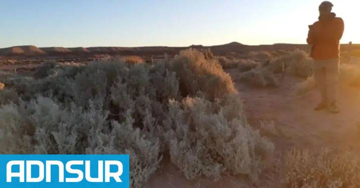 Hallazgo en Chubut: dos biólogos encontraron a un enigmático roedor que se creía extinto