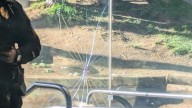 Un gorila del Zoo de San Diego rompe un cristal de seguridad