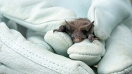 Two rabid bats found in San Mateo County last week