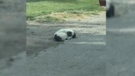 Missouri Stray Dog Curled Up In An Alley Reveals A Heartbreaking Secret Beneath The Leaves
