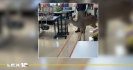 2 cases of deer 'acting strange' in Graves County reported to KDFW
