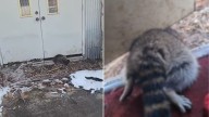 New York Pastor Finds Furry Visitor Trapped Beneath Church Door And Calls For Help