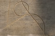 Halló “líneas” de trigo desgranado en el campo y crece el desconcierto