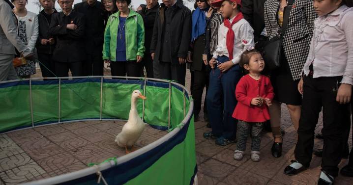 Kim Jong-un's s*** zoo with Shi Tzu, 'sacred baboon' German Shepherd and a goat