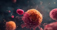 El Premio Nobel de Medicina 2025 premió la respuesta a cómo nuestro sistema inmunológico distingue entre lo propio y lo ajeno sin atacarnos