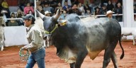 Arranca la Expo Ganadera con 70 años de tradición