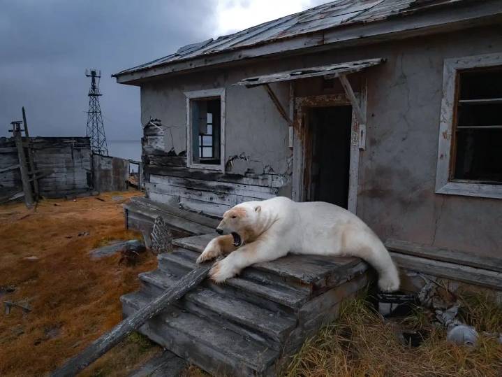 Captan en Rusia a osos polares resguardarse en estación de policía abandonada