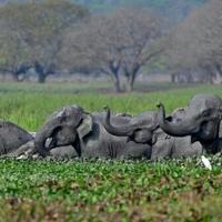 Jumbo drop in estimates of India elephant population