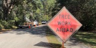 ‘Check your treetops’: Experts say drought is causing more trees to fall