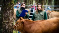 Se suspenden dos semanas todas las ferias y mercados de ganado para reforzar la prevención frente a la Dermatosis Nodular Contagiosa