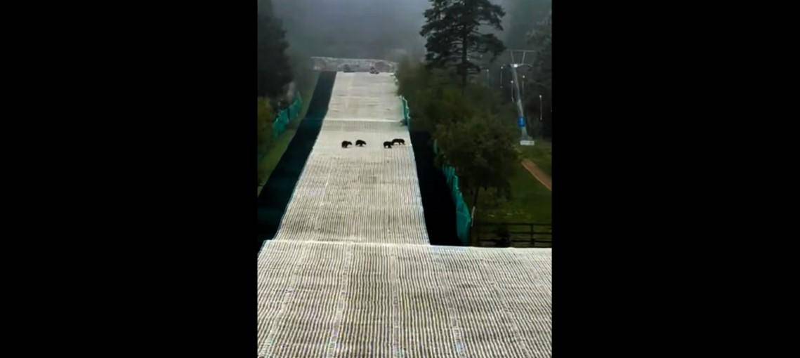 Arteaga: captan a familia de osos ‘esquiando’ en Monterreal