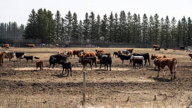 Canadian ranchers want U.K. trade deal terminated