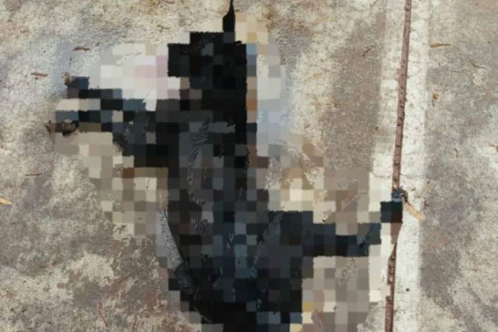 Perros envenenados en Omitlán: ¿Hay avances en la investigación del caso?