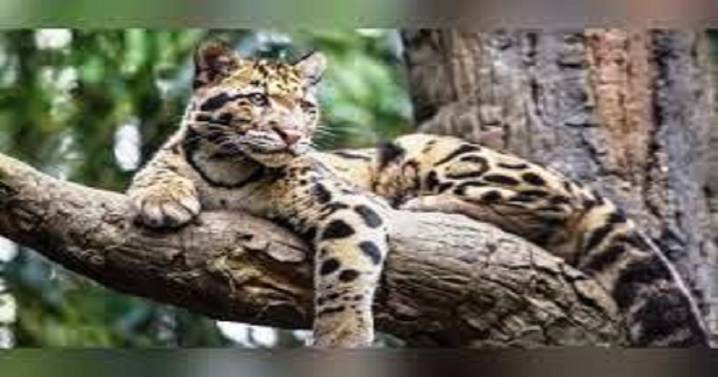 Clouded leopard cub dies of anaemia at Sepahijala Zoo