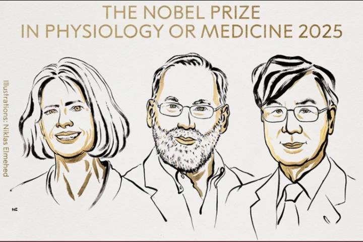 El premio Nobel de Medicina fue para descubrimientos sobre tolerancia comunitaria periférica