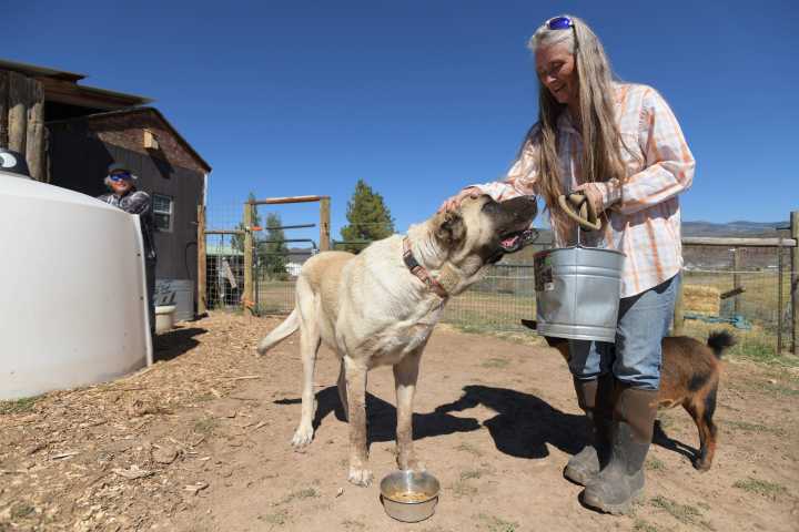 Livestock guardian dogs are the special forces protecting cows and sheep