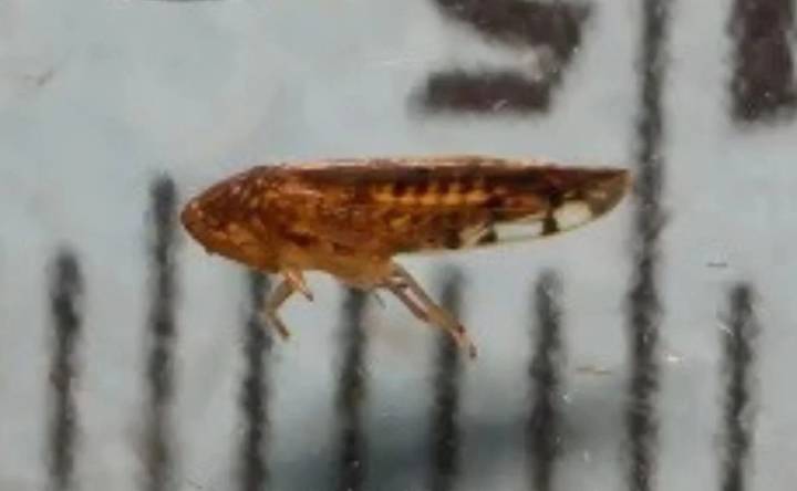 Detectan plaga en la frontera México-EE.UU., ¿qué es la Osbornellus Salsus?