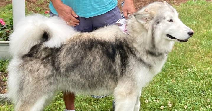Friends of Falmouth Dogs - October 24, 2025