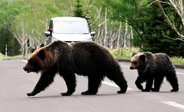 Récord en Japón: siete muertos por ataques de osos en lo que va del año