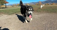 Bozeman dog dies after contracting Strep Zoo