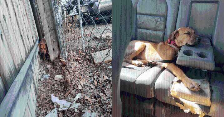 Puppy Dumped Behind Dumpster Wins Over New Family and Internet