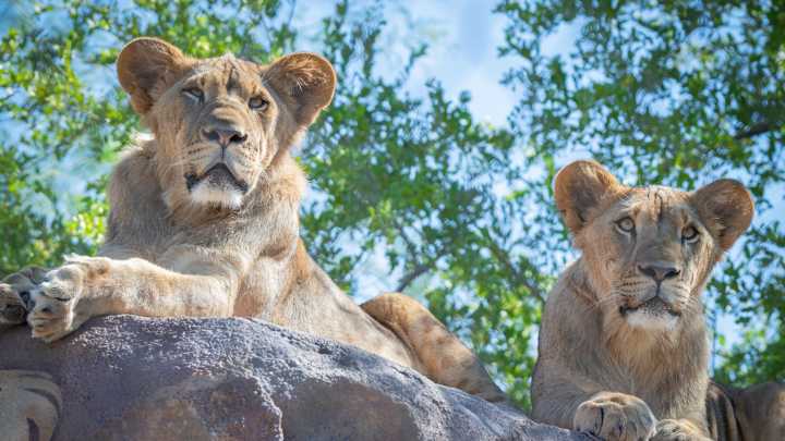 Lion cubs Jasiri, Azizi to leave Phoenix Zoo and head to Zoo Miami
