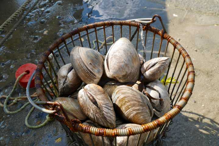 Clams that can live 500 years offer warning about Atlantic Ocean